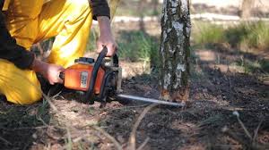 Best Tree Cabling and Bracing  in Lebanon, OR