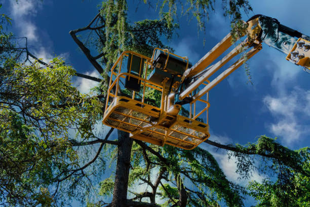 Best Tree Removal  in Lebanon, OR