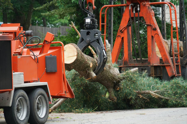 Best Sod Installation  in Lebanon, OR