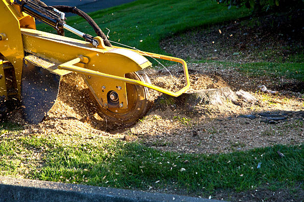 Best Tree Mulching  in Lebanon, OR