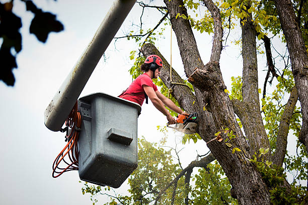 Best Seasonal Cleanup (Spring/Fall)  in Lebanon, OR