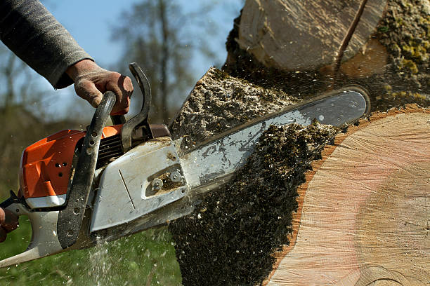 Trusted Lebanon, OR Tree Care Services Experts