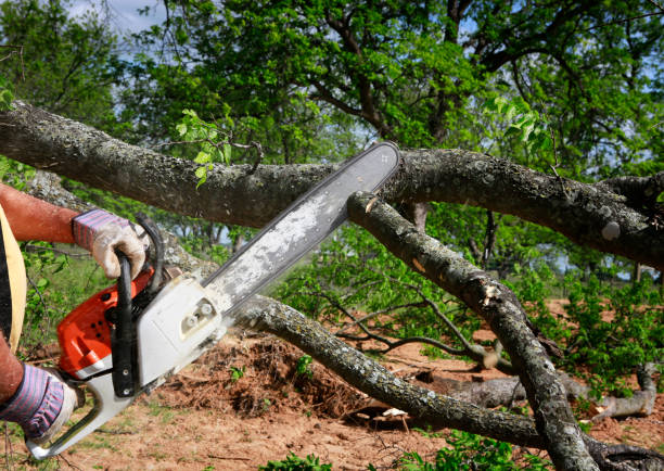 Best Tree Preservation Services  in Lebanon, OR